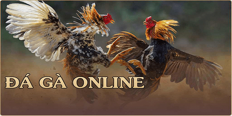 Các loại đá gà online